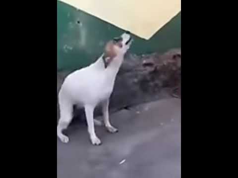 Meme de perro bailando